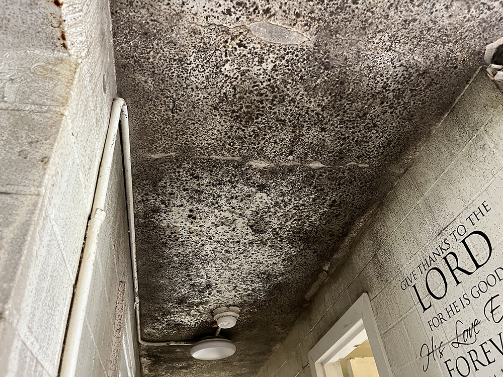 mold7 c